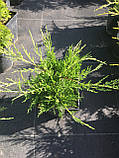 Ялівець середній Олд Голд (Juniperus media Old Gold) а - 20- 40 см в горщику С3л, фото 2