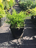Ялівець середній Олд Голд (Juniperus media Old Gold) а - 20- 40 см в горщику С3л, фото 3