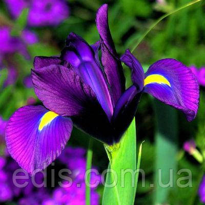 Ірис голландський (Ксифіум) Purple Sensation (Пурпл Сенсейшн) 3 цибулини, фото 1