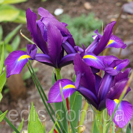 Ірис голландський (Ксифіум) Purple Sensation (Пурпл Сенсейшн) 3 цибулини, фото 3