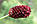 Кровохлебка лікарська (Sanguisorba officinalis) кореневища 100 грам, фото 4