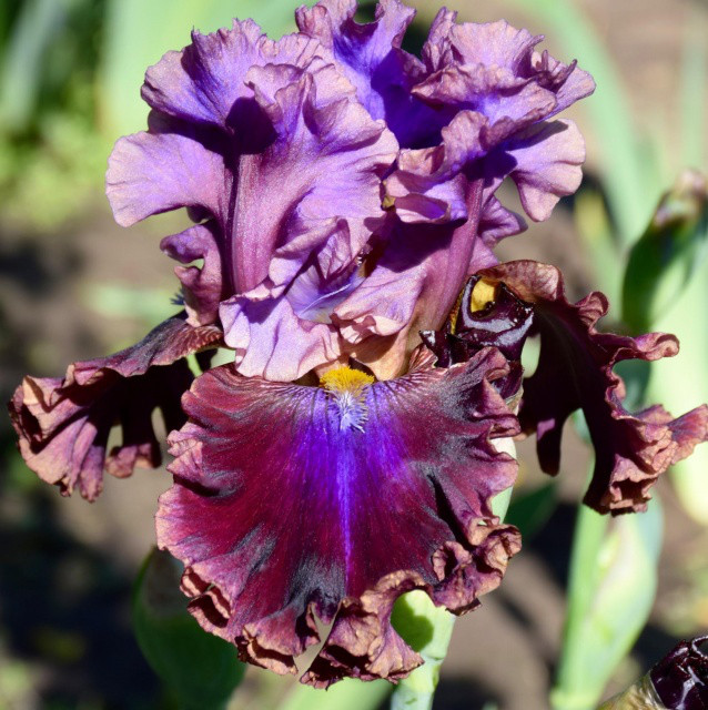 ІРИС ELECTRIC CANDY, фото 1