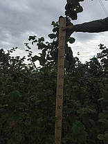 Саджанці малини сорт Лячка (Laszka), long-cane, фото 6