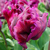 Тюльпан Negrita Parrot папуговий цибулина (1 шт.)