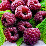 Саджанці малини ГЛЕН КОЕ середнього терміну дозрівання, фото 2