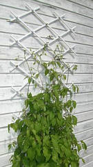 Садова решітка Trellis 1*2м зелена