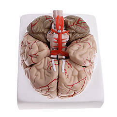 Анатомічна модель людського мозку