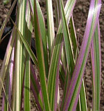 Фалярис Триколор, декоративний злак, саджанець, фото 2
