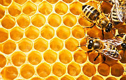 Бджільництво та піддони для розсади