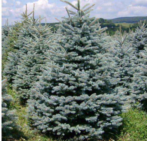 Ялина колюча Glauca, h до 45 см, фото 1