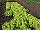 Насіння салату Афіціон (драже)/Aficion RZ 1000 насіння тип Батавія Rijk Zwaan, фото 2