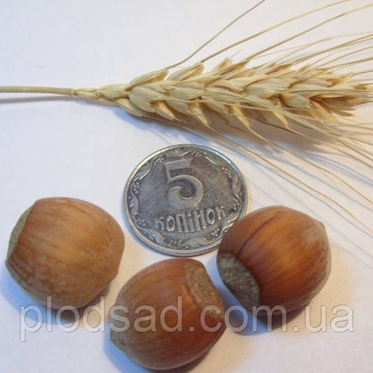 Фундук Пирожок (дворічний)