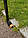 Подовжені ножиці для трави із Серво-системою Fiskars 113690, фото 2