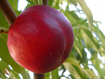 Нектарин Ванг-3 (середньостиглий), фото 1