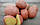 Картопля Мемфіс середньоранний високоурожайний ніжний смачний сорт клас 1Р фракція 35-55 мм Голландія, фото 5