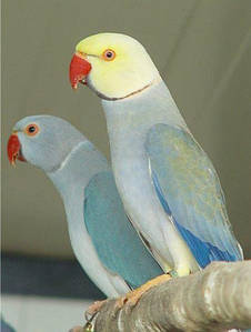 Жалаңаш актриса Татьяна Абрамова Жыныстық қатынас кезінде ыңылдаған дыбыс