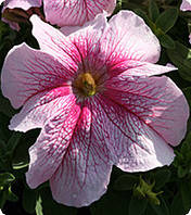 Петуния Вертуоз Распдери 500с Petunia F1 (Petunia grandiflora)