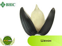 Насіння соняшнику Шенон ЕКСТРА (вегетація 110дн.) ВНІС, стійкий до Гранстар