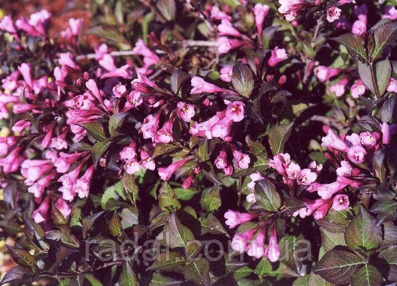 Вейгела квітуча Пурпурена Нана (Weigela florida Nana Purpurea), фото 1