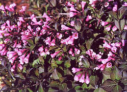 Вейгела квітуча Пурпурена Нана (Weigela florida Nana Purpurea)