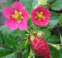 Полуниця Тоскана