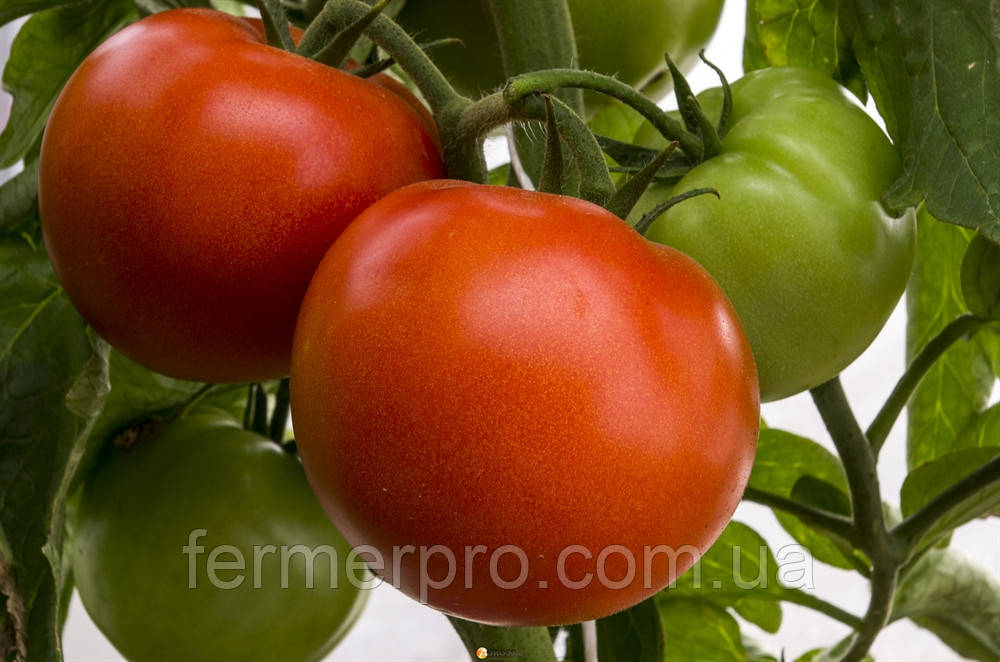 Семена томат Корвинус F1 1000 семян от Seminis - фото 2 - id-p64084722