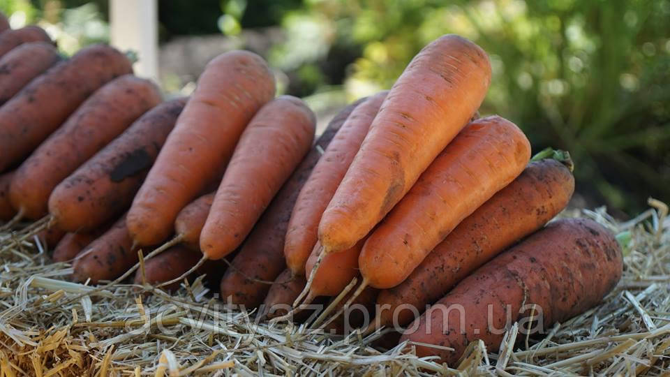 Насіння моркви Болівар F1 ( 1,6 - 2,0 ), 500.000 насіння