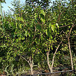 Клен Гінналу, Acer ginnala, 300 см, фото 2