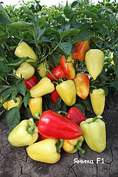 Насіння Перець солодкий Яніка F1, 250 насіння Kitano Seeds