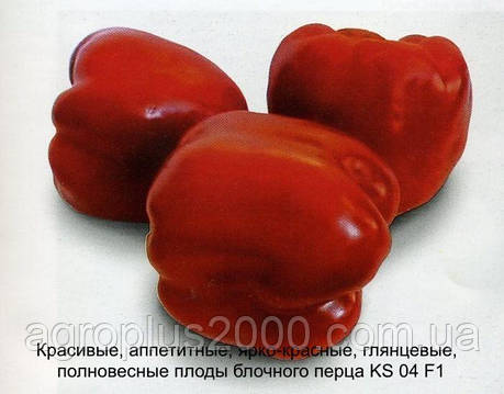Насіння Перець солодкий Катан F1 (KS 04 F1), поштучно 10 насіння Kitano Seeds, фото 1