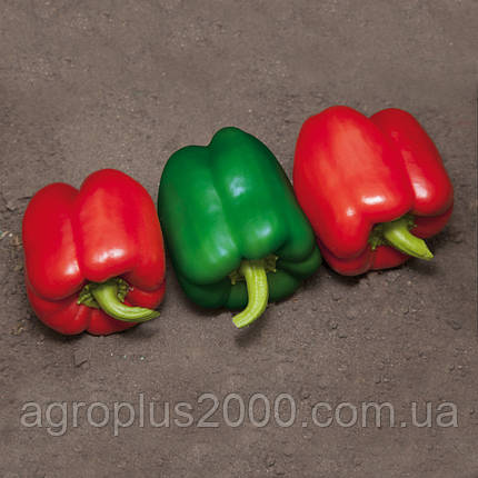 Насіння Перець солодкий Катан F1 (KS 04 F1), поштучно 10 насіння Kitano Seeds, фото 3