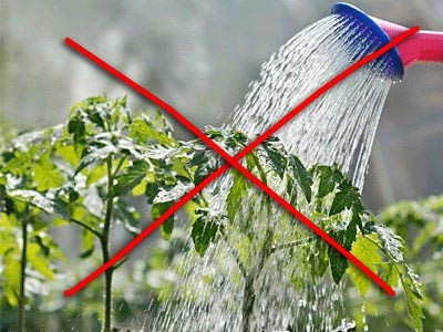 Як розпізнати неправильний полив. Полив помідор