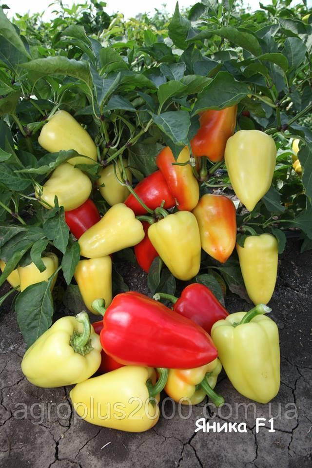 Насіння Перець солодкий Яніка F1, 500 насіння Kitano Seeds