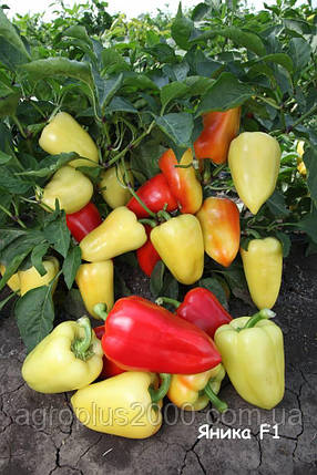 Насіння Перець солодкий Яніка F1, 500 насіння Kitano Seeds, фото 1