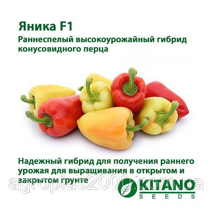 Насіння Перець солодкий Яніка F1, 500 насіння Kitano Seeds, фото 3