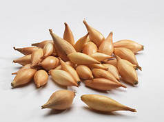 Цибуля сіянка (саджанка) Бамбергер(Бірнформіг) Голландія 0,5 кг