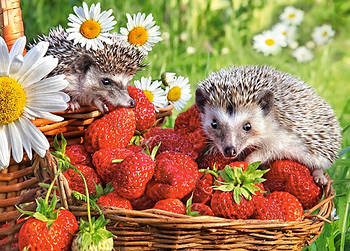 Пазли Castorland 260 елементів "Їжачок і полуниця" (B-27484)