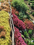 Очиток 'Angelina' (Sedum reflexum 'Angelina') Р9, фото 4