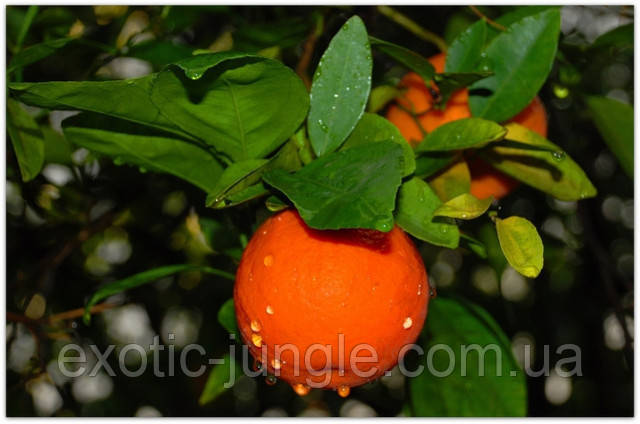 Мандарин Санберст (Sunburst) 50-55 см. Кімнатний