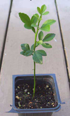 Понцирус трехлисточковий (Citrus trifoliata, Poncirus trifolita) 30-40 см.