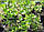 Понцирус трехлисточковий (Citrus trifoliata, Poncirus trifolita) 30-40 см., фото 2