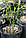 Понцирус трехлисточковий (Citrus trifoliata, Poncirus trifolita) 30-40 см., фото 4