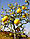 Понцирус трехлисточковий (Citrus trifoliata, Poncirus trifolita) 30-40 см., фото 7