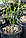 Понцирус трехлисточковий (Citrus trifoliata, Poncirus trifolita) 40-50 см., фото 4