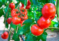 Насіння томату "Мрія городника"