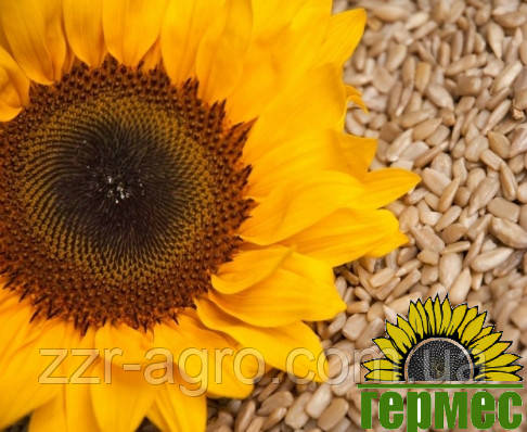 Одисей (ТД Гермес), фото 1