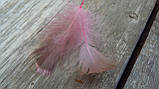 Пір'я рожеве з темними кінчиками, 150 шт/уп, фото 4