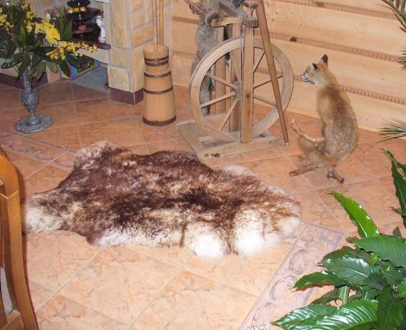 Овеча шкура — шкура вівці (вовна середньої довжини), фото 1