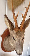 Голова (чучоло) оленя на стіну