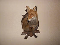 Чучело лисиці